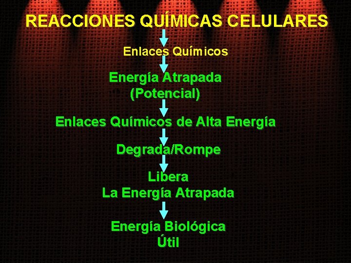 REACCIONES QUÍMICAS CELULARES Enlaces Químicos Energía Atrapada (Potencial) Enlaces Químicos de Alta Energía Degrada/Rompe