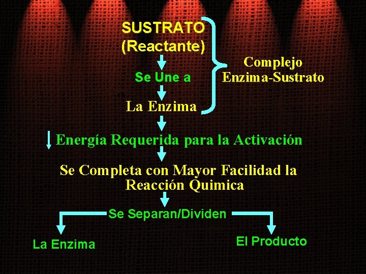 SUSTRATO (Reactante) Se Une a Complejo Enzima-Sustrato La Enzima Energía Requerida para la Activación