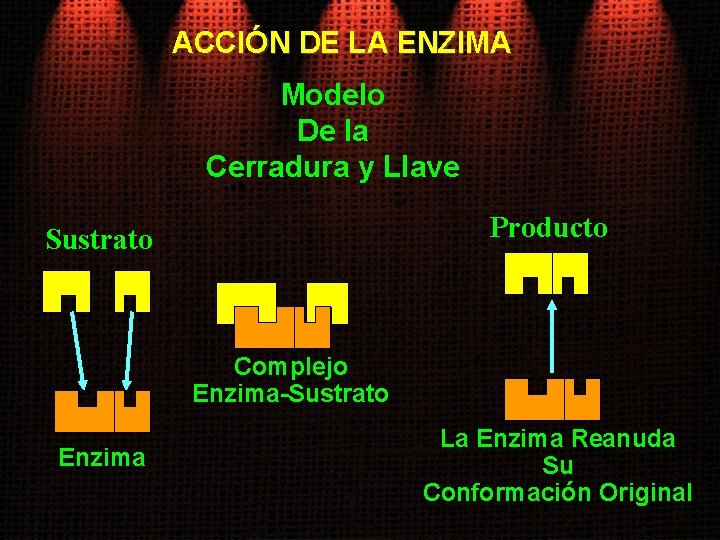 ACCIÓN DE LA ENZIMA Modelo De la Cerradura y Llave Producto Sustrato Complejo Enzima-Sustrato