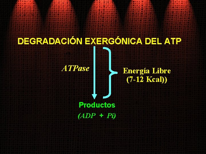 DEGRADACIÓN EXERGÓNICA DEL ATPase Productos (ADP + Pi) Energía Libre (7 -12 Kcal)) 