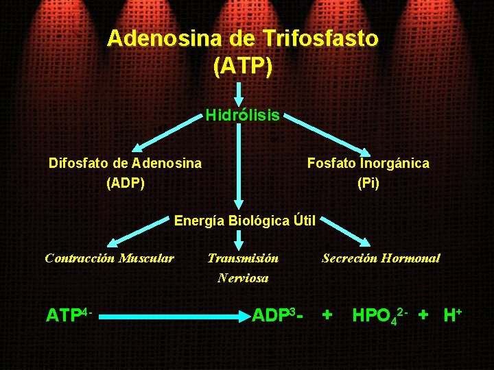 Adenosina de Trifosfasto (ATP) Hidrólisis Difosfato de Adenosina (ADP) Fosfato Inorgánica (Pi) Energía Biológica