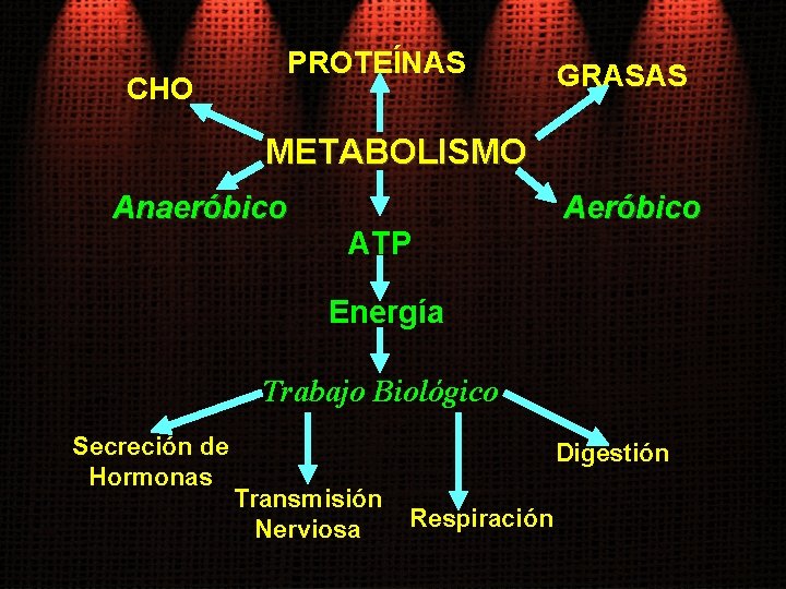 CHO PROTEÍNAS GRASAS METABOLISMO Anaeróbico ATP Aeróbico Energía Trabajo Biológico Secreción de Hormonas Digestión