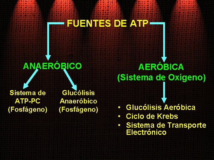 FUENTES DE ATP ANAERÓBICO Sistema de ATP-PC (Fosfágeno) Glucólisis Anaeróbico (Fosfágeno) AERÓBICA (Sistema de