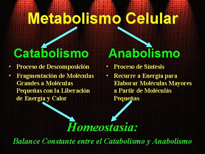 Metabolismo Celular Catabolismo • Proceso de Descomposición • Fragmentación de Moléculas Grandes a Moléculas