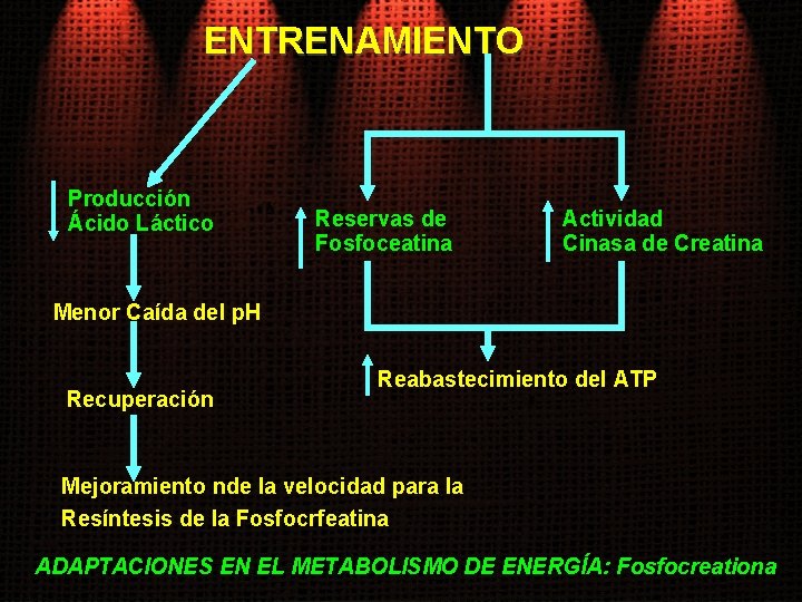 ENTRENAMIENTO Producción Ácido Láctico Reservas de Fosfoceatina Actividad Cinasa de Creatina Menor Caída del