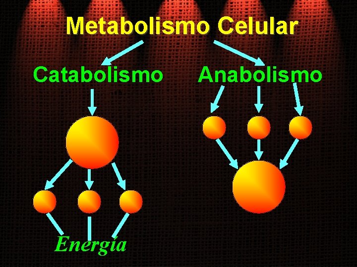 Metabolismo Celular Catabolismo Energía Anabolismo 