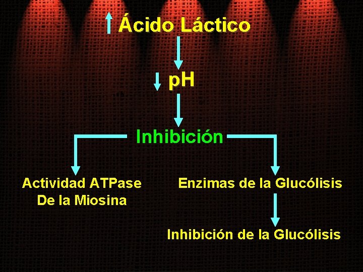 Ácido Láctico p. H Inhibición Actividad ATPase De la Miosina Enzimas de la Glucólisis