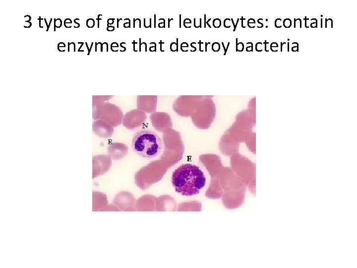 3 types of granular leukocytes: contain enzymes that destroy bacteria 