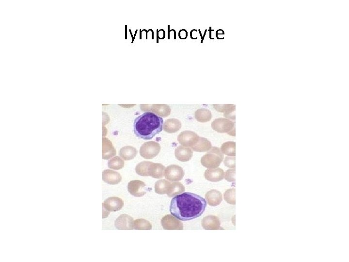 lymphocyte 