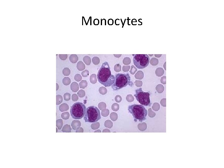 Monocytes 