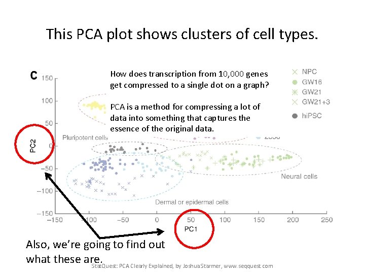 This PCA plot shows clusters of cell types. How does transcription from 10, 000