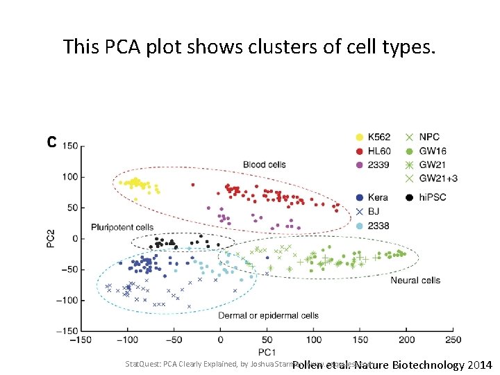 This PCA plot shows clusters of cell types. Stat. Quest: PCA Clearly Explained, by