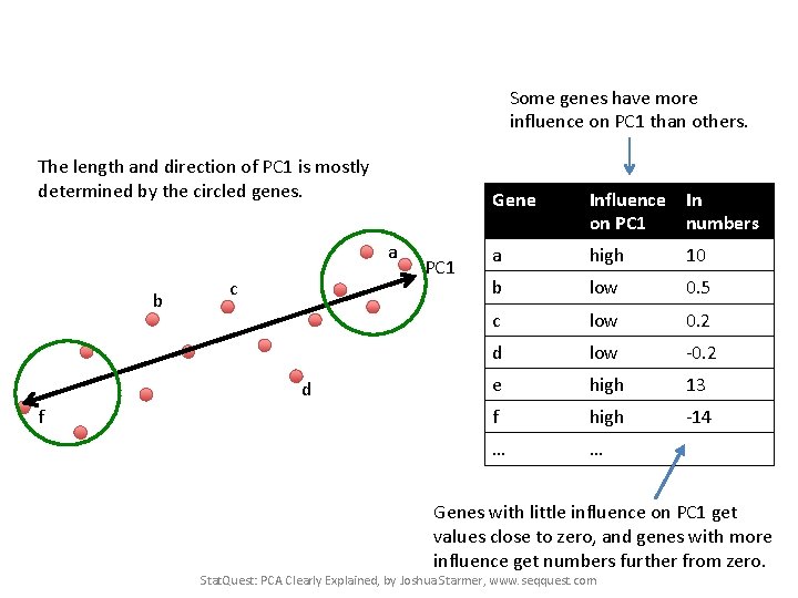 Some genes have more influence on PC 1 than others. The length and direction