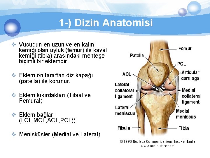 1 -) Dizin Anatomisi v Vücudun en uzun ve en kalın kemiği olan uyluk