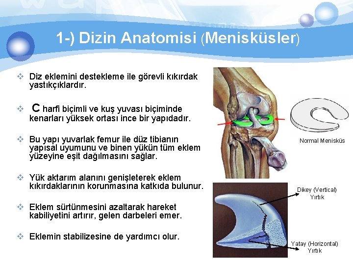 1 -) Dizin Anatomisi (Menisküsler) v Diz eklemini destekleme ile görevli kıkırdak yastıkçıklardır. v