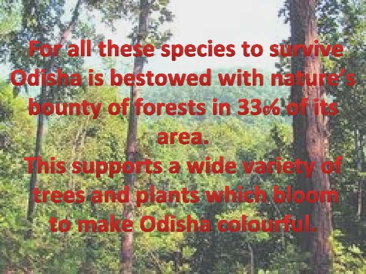 For all these species to survive Odisha is bestowed with nature’s bounty of forests