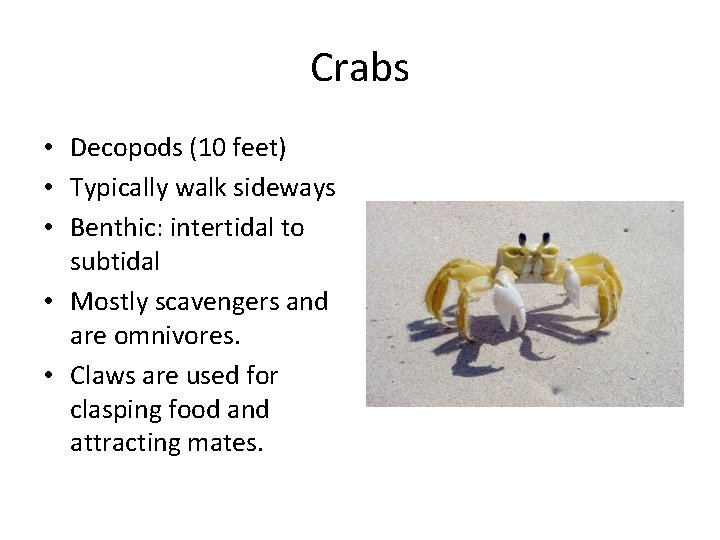 Crabs • Decopods (10 feet) • Typically walk sideways • Benthic: intertidal to subtidal