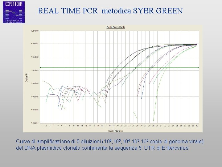 REAL TIME PCR metodica SYBR GREEN Curve di amplificazione di 5 diluizioni (106, 105,