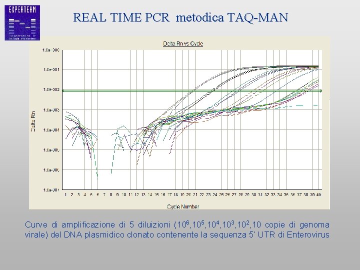 REAL TIME PCR metodica TAQ-MAN Curve di amplificazione di 5 diluizioni (106, 105, 104,