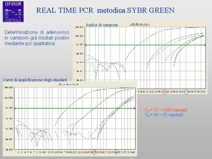 REAL TIME PCR metodica SYBR GREEN Analisi di campioni Determinazione di adenovirus in campioni