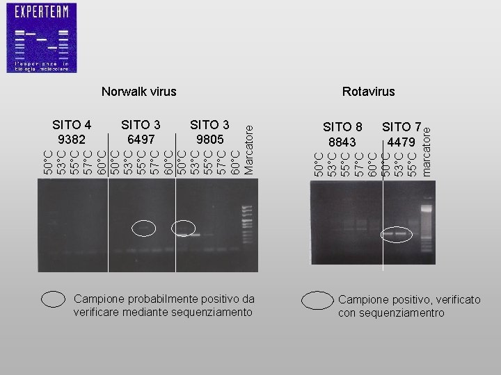 SITO 3 6497 SITO 3 9805 50°C 53°C 55°C 57°C 60°C Marcatore SITO 4