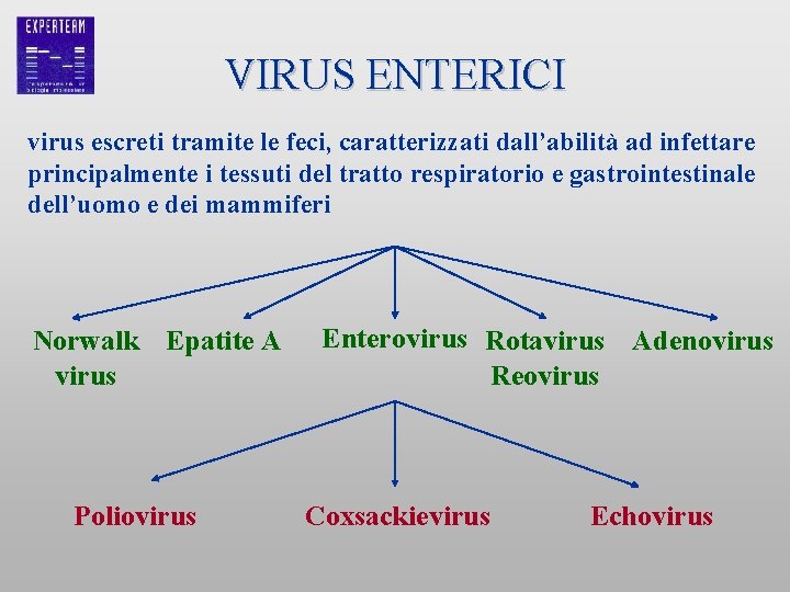 VIRUS ENTERICI virus escreti tramite le feci, caratterizzati dall’abilità ad infettare principalmente i tessuti