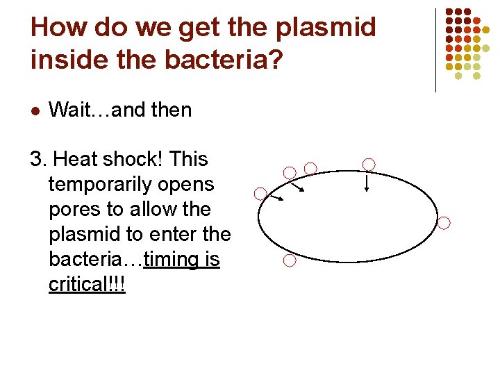 How do we get the plasmid inside the bacteria? l Wait…and then 3. Heat