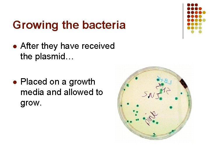 Growing the bacteria l After they have received the plasmid… l Placed on a