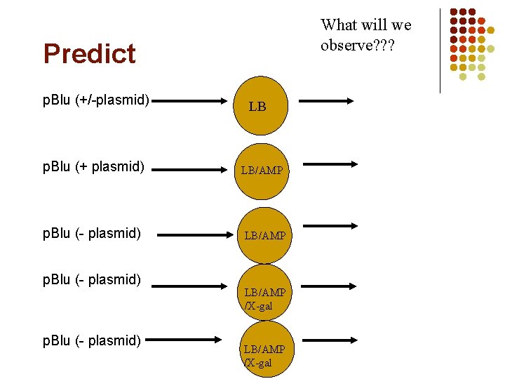 What will we observe? ? ? Predict p. Blu (+/-plasmid) LB p. Blu (+