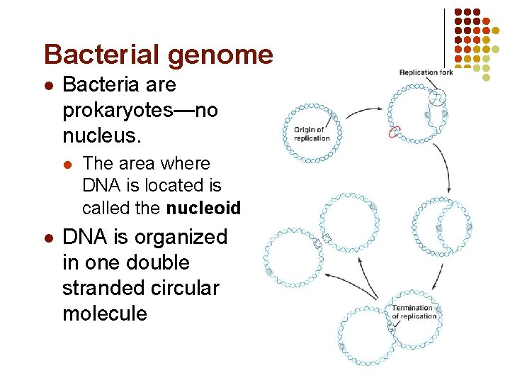 Bacterial genome l Bacteria are prokaryotes—no nucleus. l l The area where DNA is