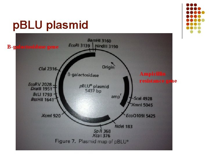 p. BLU plasmid B-galactosidase gene Ampicillin resistance gene 