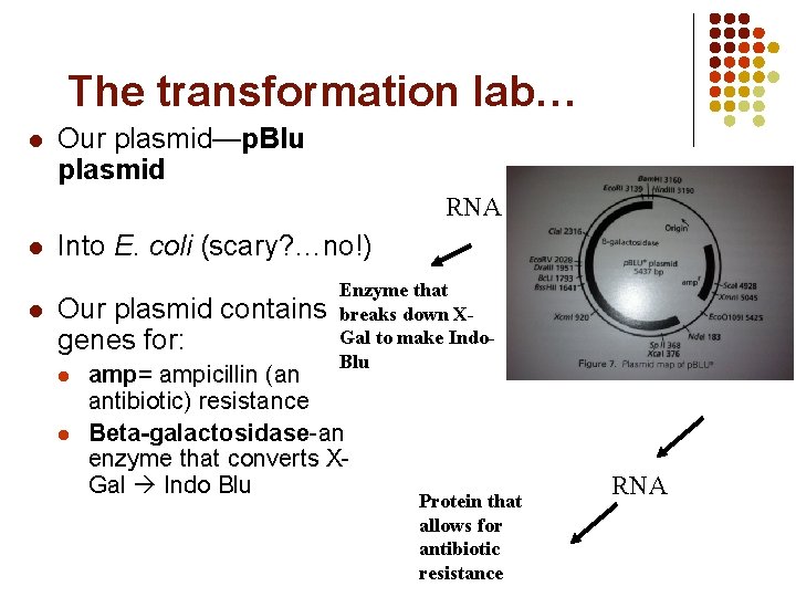 The transformation lab… l Our plasmid—p. Blu plasmid RNA l l Into E. coli