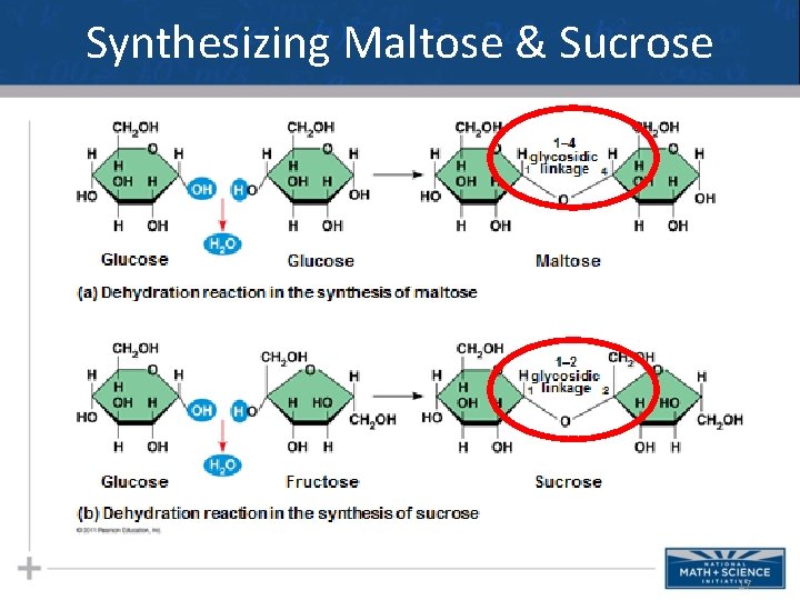 Synthesizing Maltose & Sucrose 17 