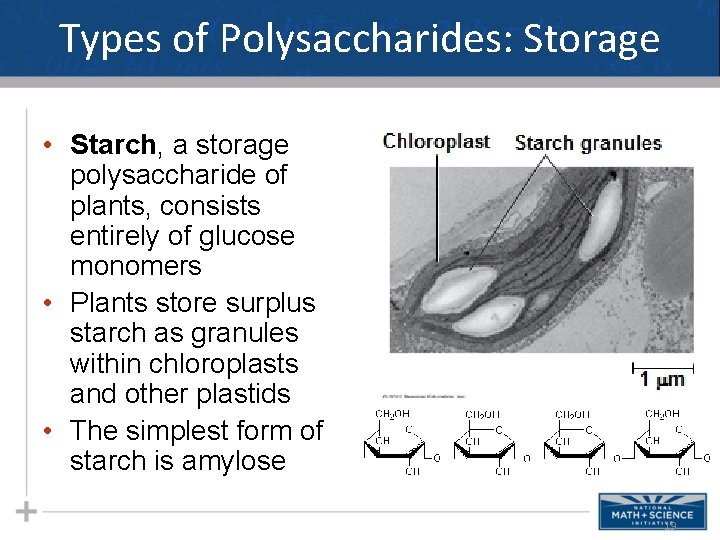 Types of Polysaccharides: Storage • Starch, a storage polysaccharide of plants, consists entirely of