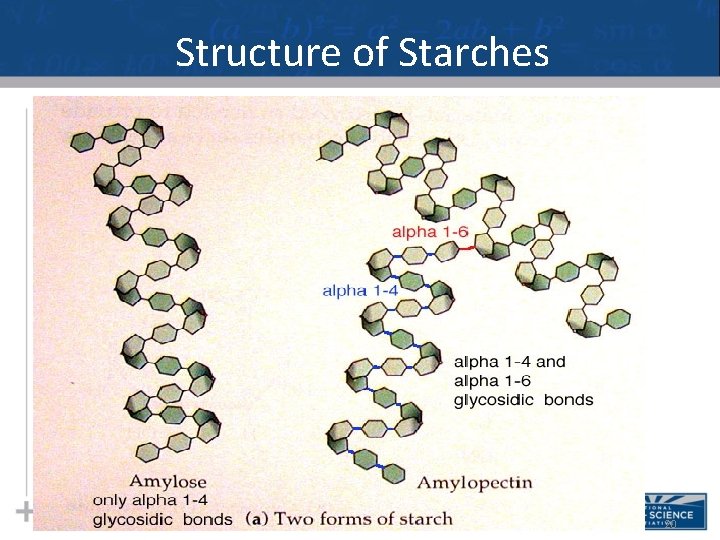 Structure of Starches 20 