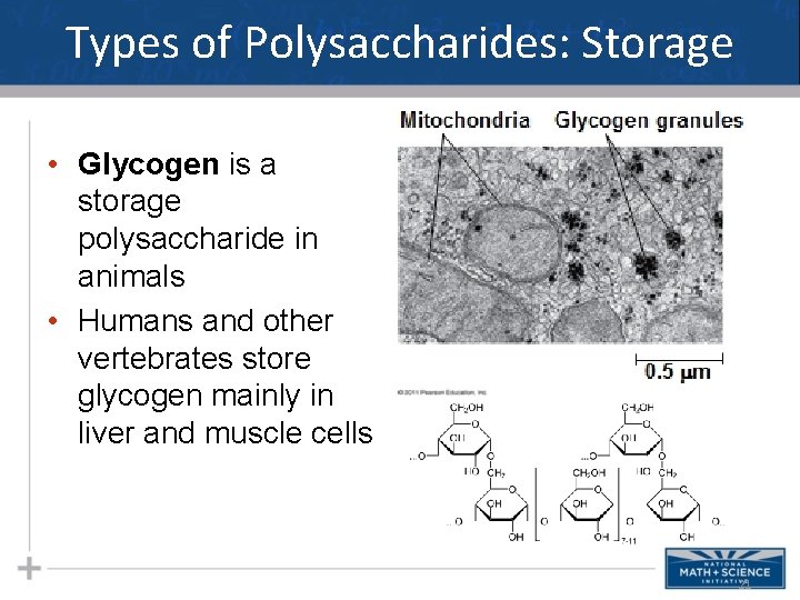 Types of Polysaccharides: Storage • Glycogen is a storage polysaccharide in animals • Humans