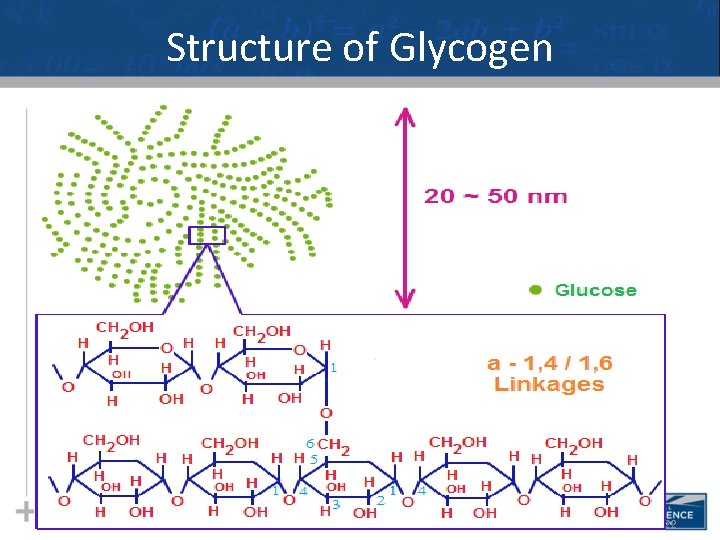 Structure of Glycogen 22 