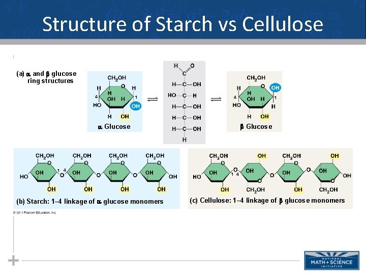 Structure of Starch vs Cellulose (a) and glucose ring structures 4 1 4 Glucose