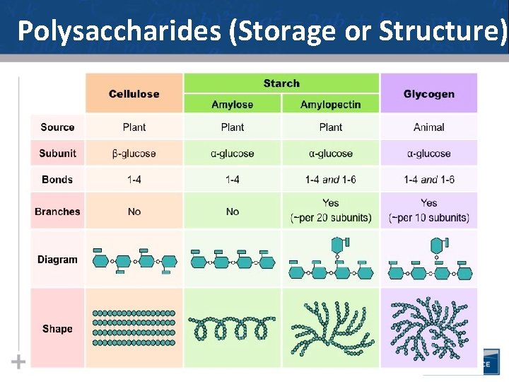 Polysaccharides (Storage or Structure) 30 