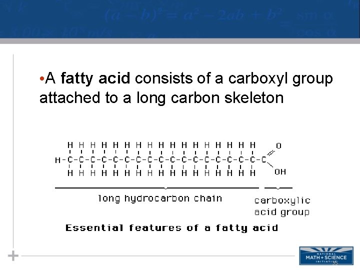  • A fatty acid consists of a carboxyl group attached to a long