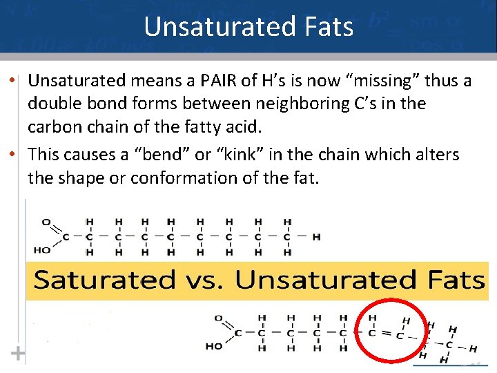Unsaturated Fats • Unsaturated means a PAIR of H’s is now “missing” thus a