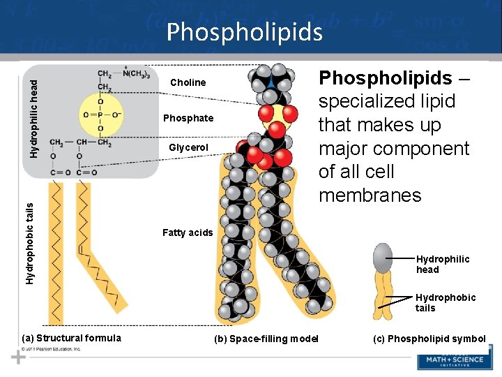 Hydrophobic tails Hydrophilic head Phospholipids Choline Phosphate Glycerol Phospholipids – specialized lipid that makes