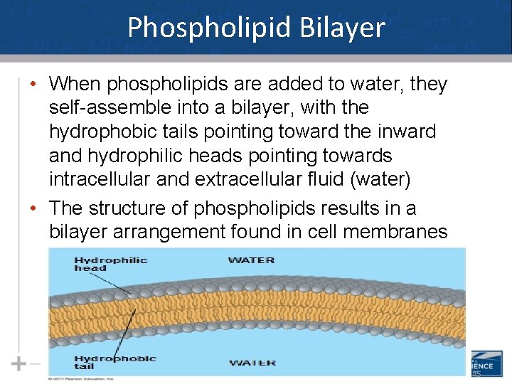 Phospholipid Bilayer • When phospholipids are added to water, they self-assemble into a bilayer,