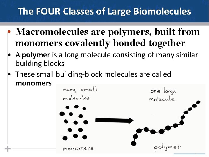 The FOUR Classes of Large Biomolecules • Macromolecules are polymers, built from monomers covalently