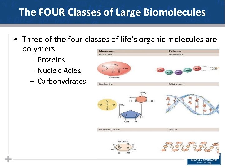 The FOUR Classes of Large Biomolecules • Three of the four classes of life’s