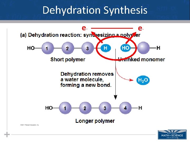 Dehydration Synthesis e- _____ e- 8 