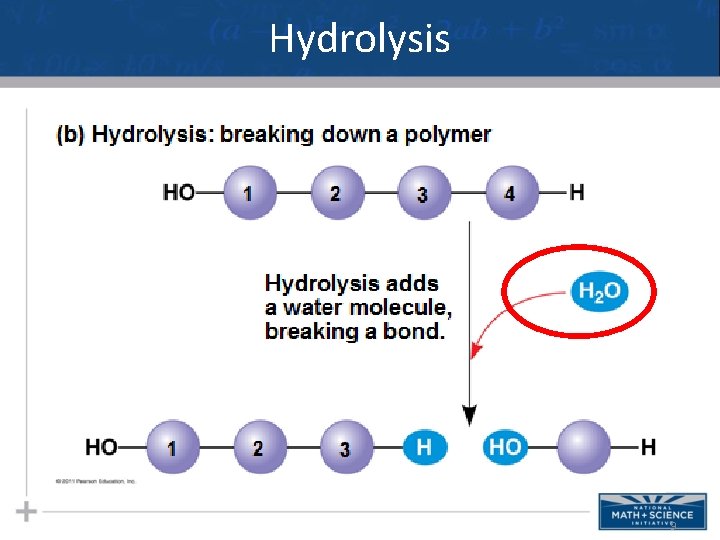 Hydrolysis 9 
