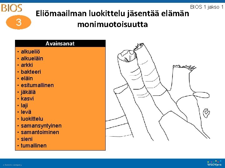 3 Eliömaailman luokittelu jäsentää elämän monimuotoisuutta Avainsanat • alkueliö • alkueläin • arkki •