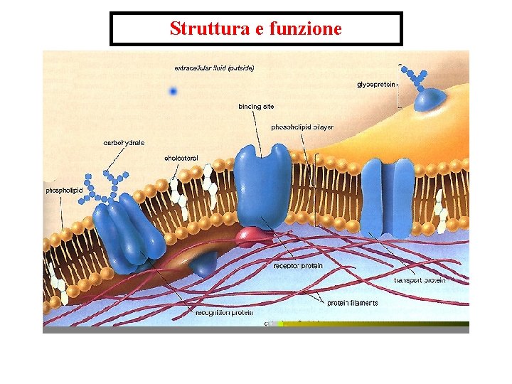 Struttura e funzione 