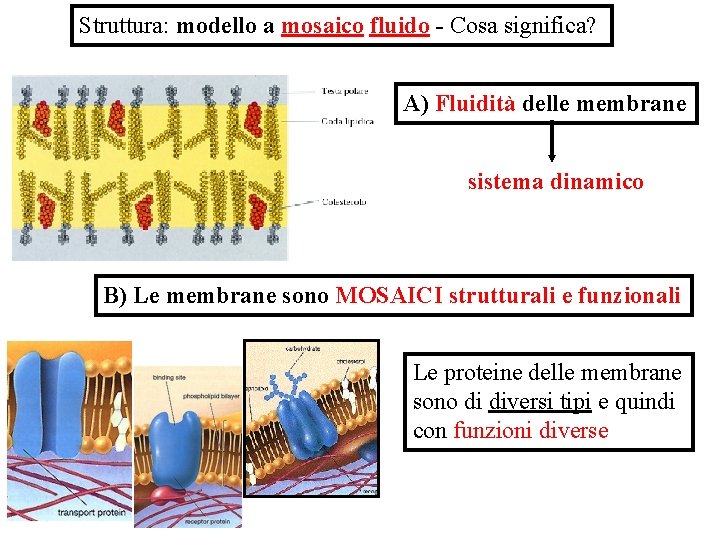 Struttura: modello a mosaico fluido - Cosa significa? A) Fluidità delle membrane sistema dinamico